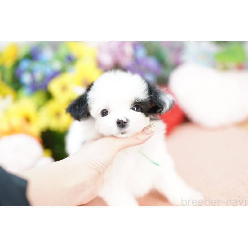 販売中の埼玉県のミックス犬-420594の5枚目