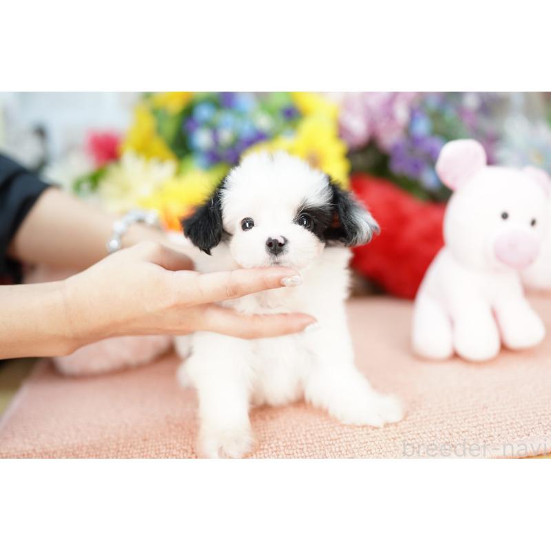 販売中の埼玉県のミックス犬-420594の4枚目