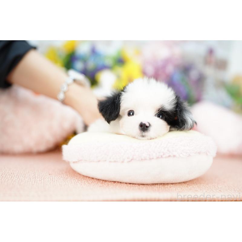 販売中の埼玉県のミックス犬-420594の3枚目