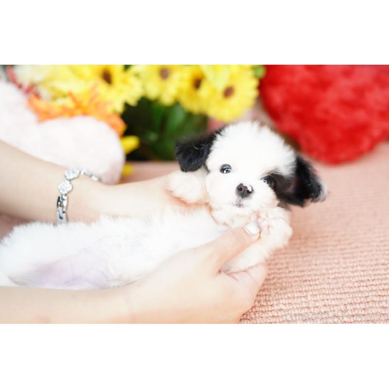 販売中の埼玉県のミックス犬-420594の2枚目