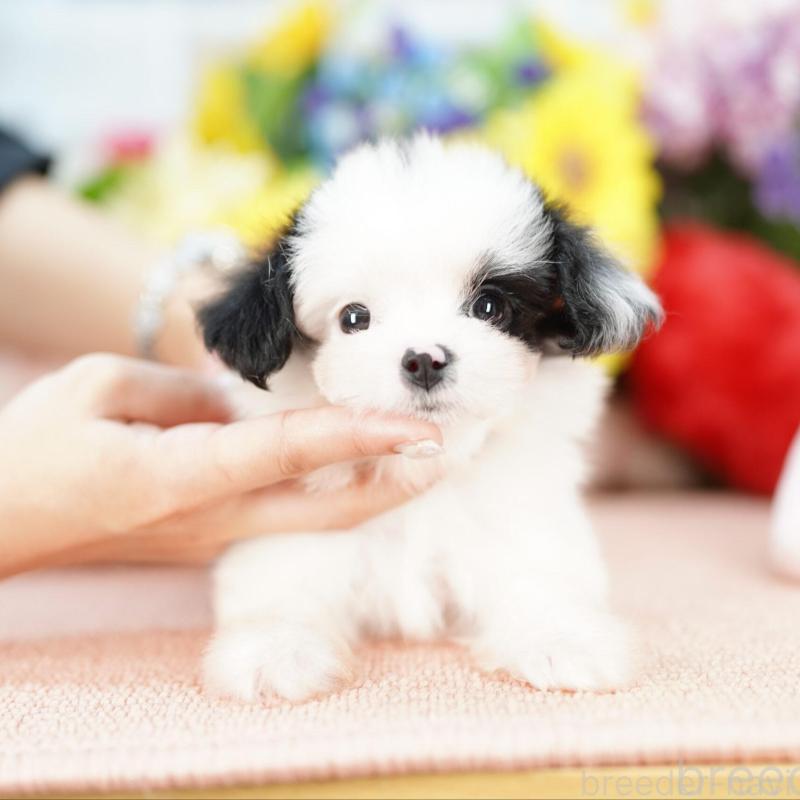 販売中の埼玉県のミックス犬-420594の1枚目