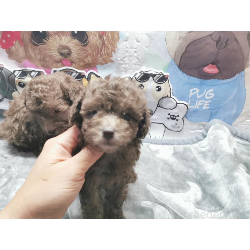 成約済の茨城県のトイプードル-418090の8枚目