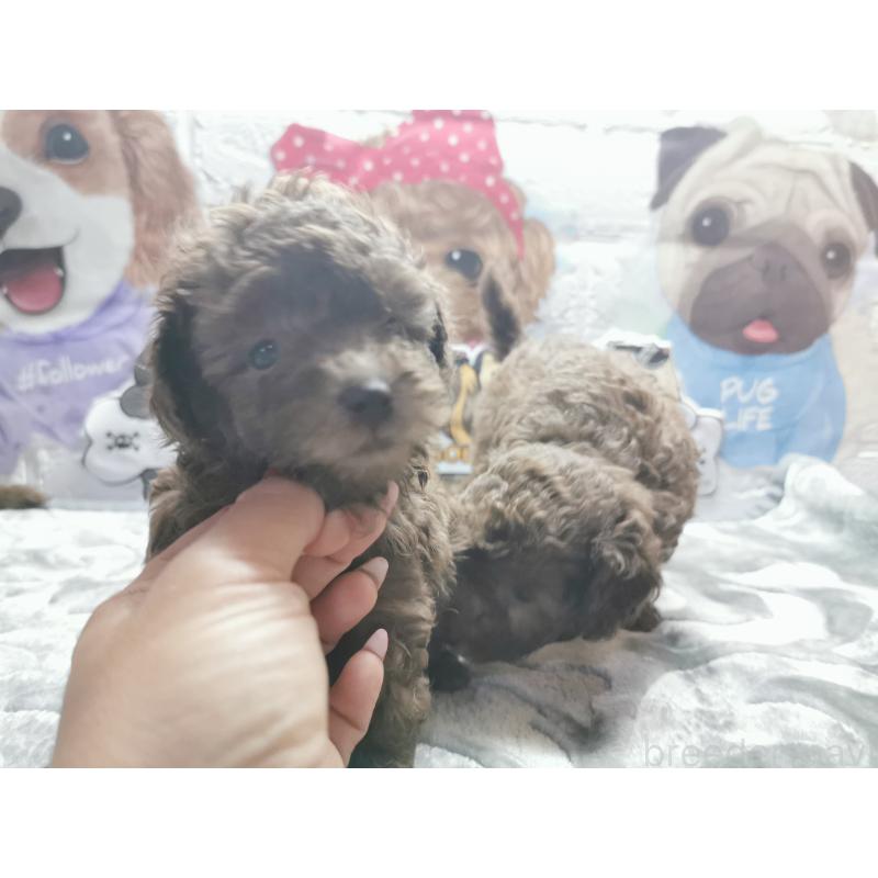 成約済の茨城県のトイプードル-418090の7枚目