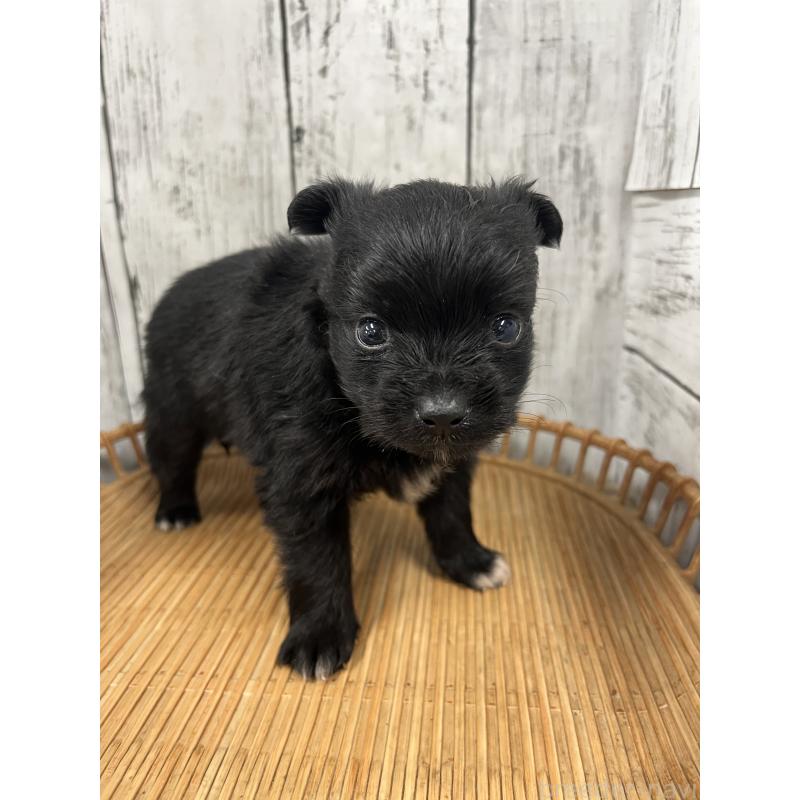販売中の山梨県のミックス犬-420599の7枚目