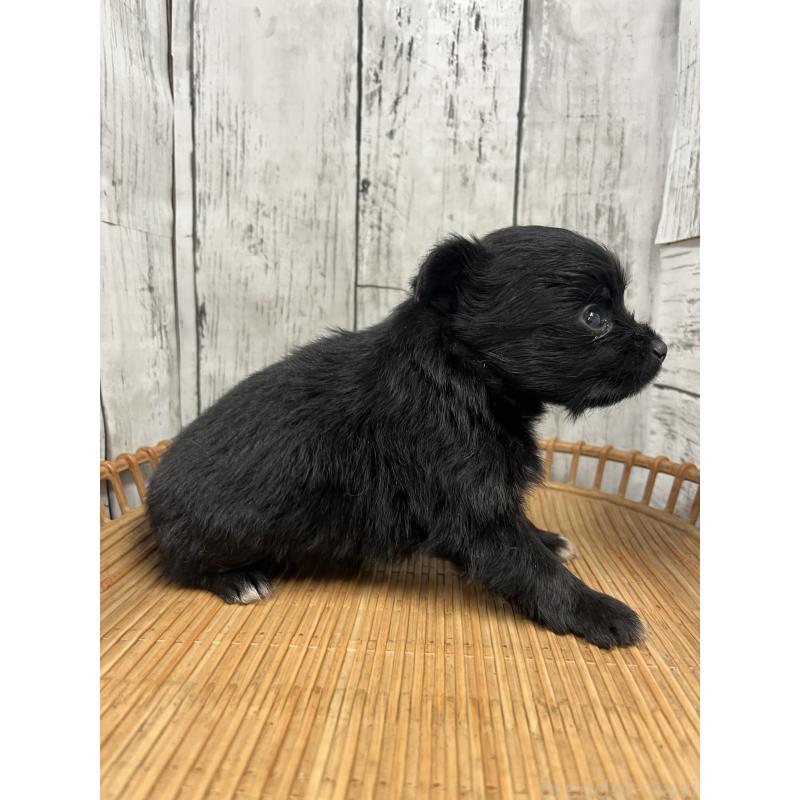 販売中の山梨県のミックス犬-420599の5枚目