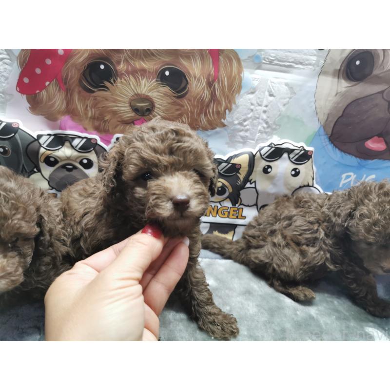 成約済の茨城県のトイプードル-418090の6枚目