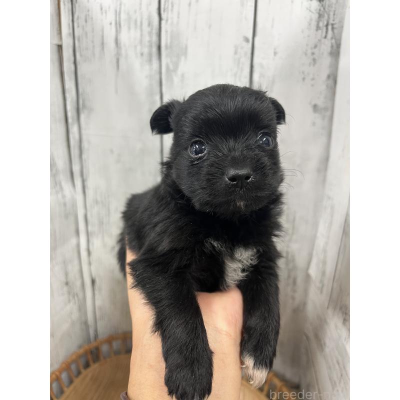 販売中の山梨県のミックス犬-420599の4枚目