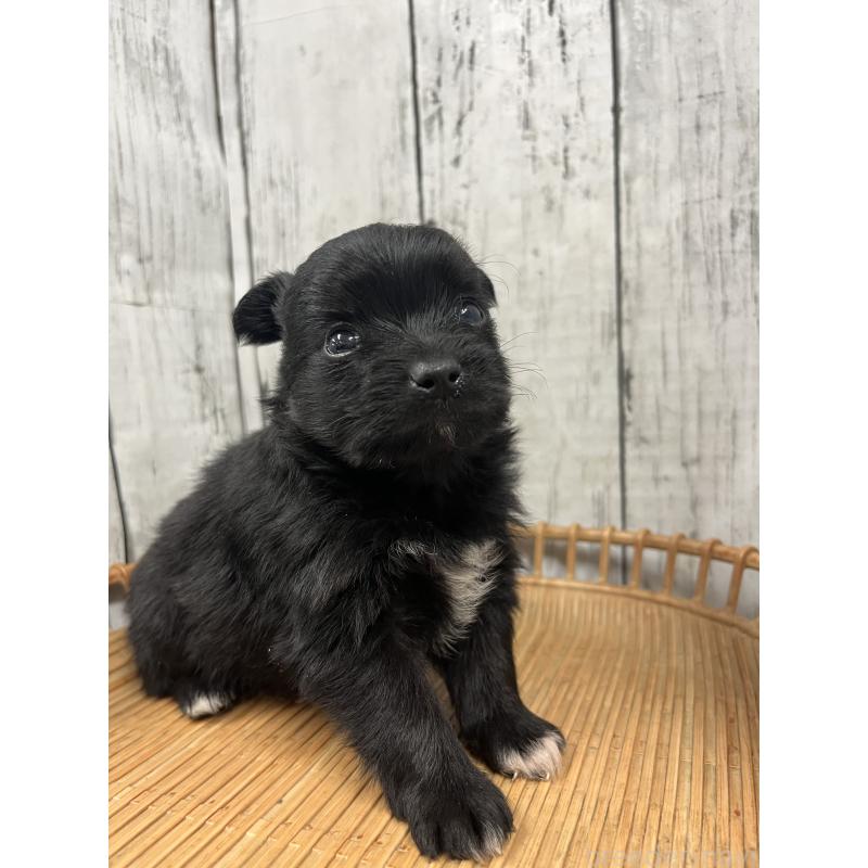 販売中の山梨県のミックス犬-420599の3枚目