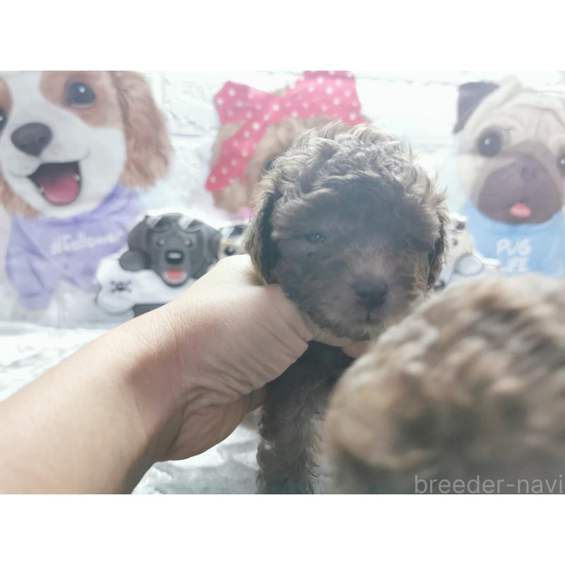 成約済の茨城県のトイプードル-418090の5枚目