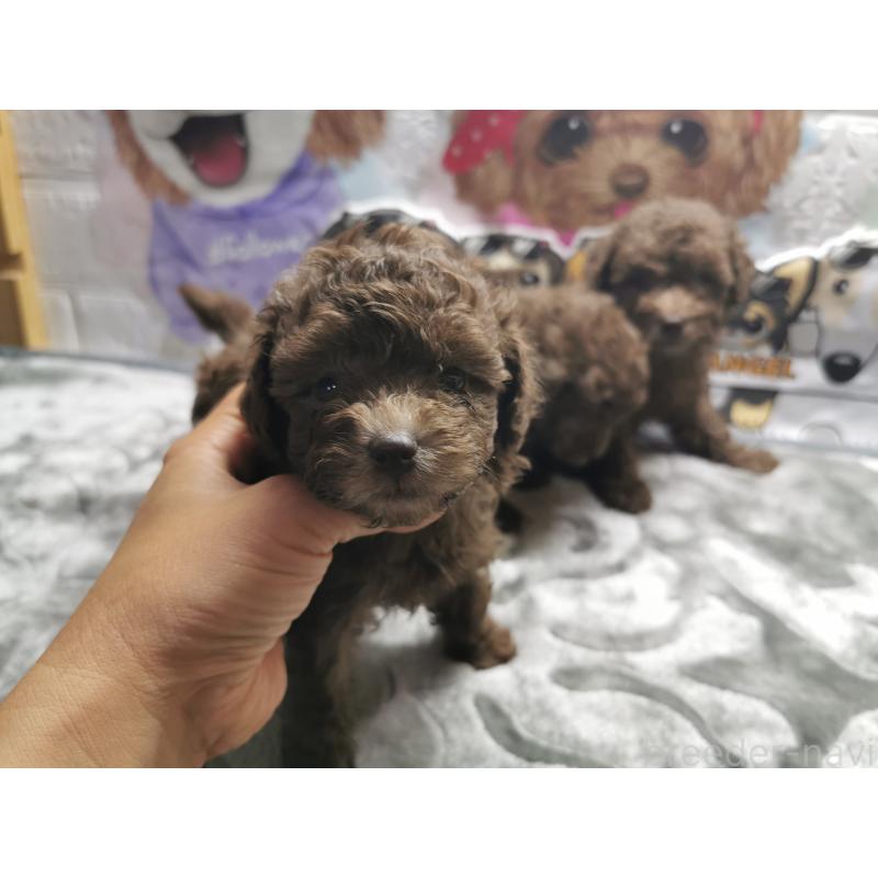 成約済の茨城県のトイプードル-418090の4枚目