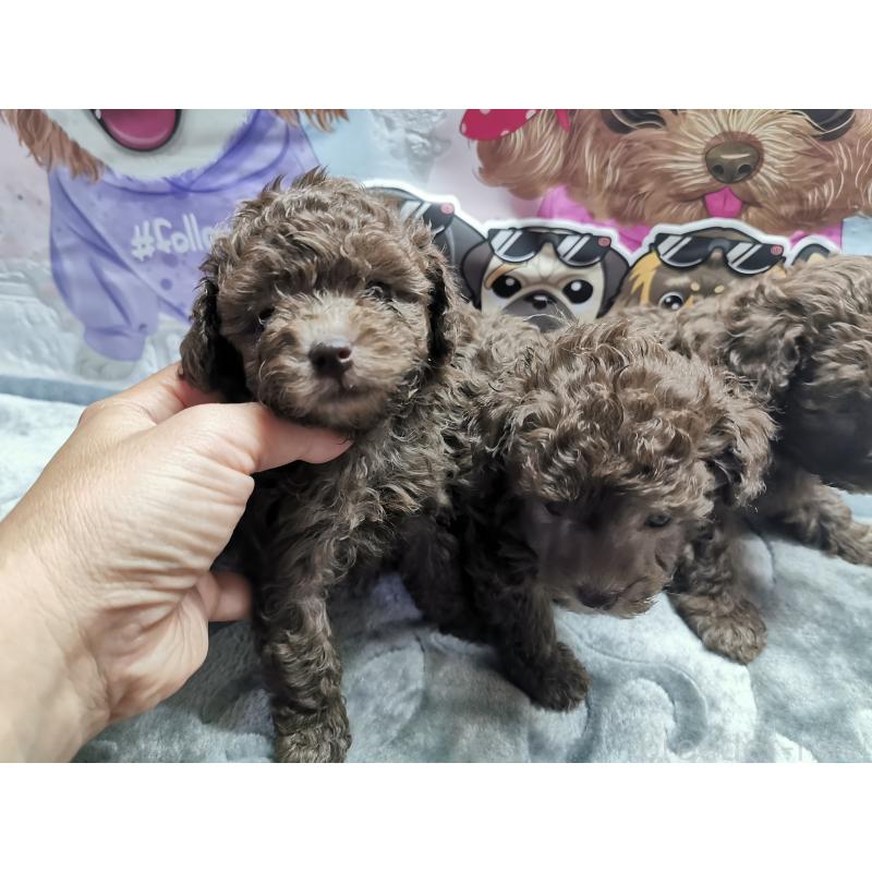 成約済の茨城県のトイプードル-418090の3枚目