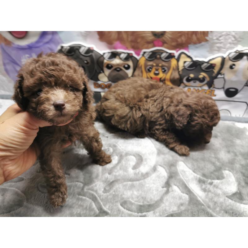 成約済の茨城県のトイプードル-418090の2枚目