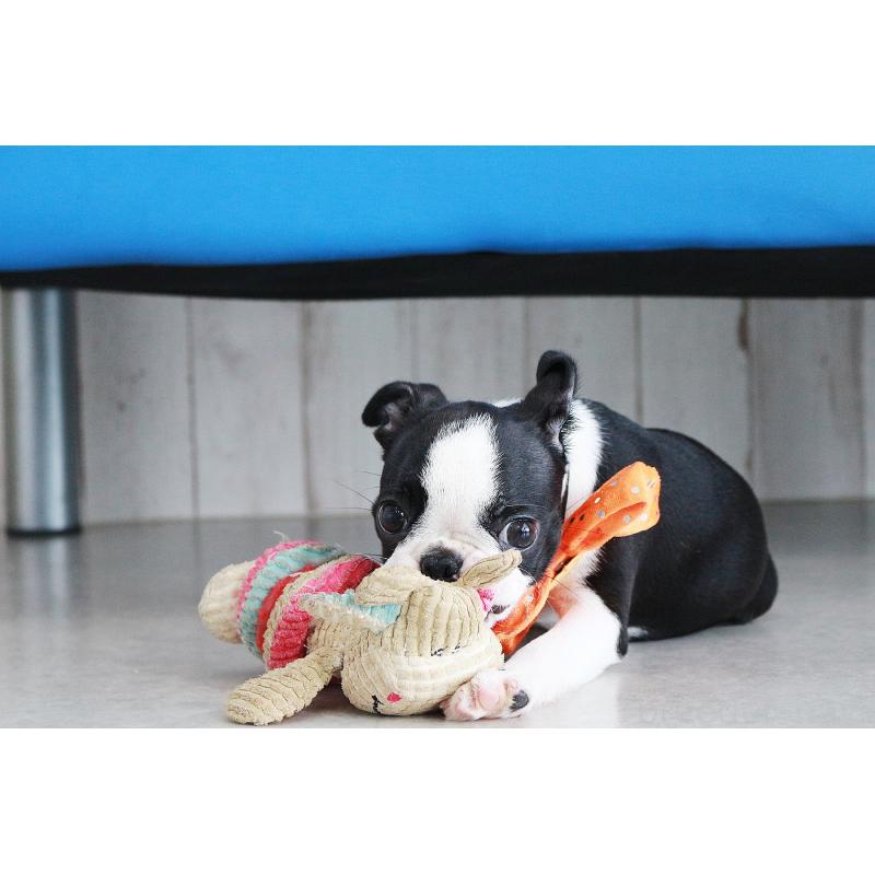 販売中の京都府のボストンテリア-416407の12枚目