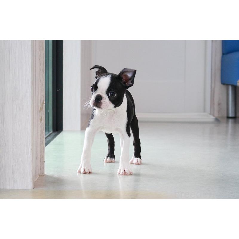 販売中の京都府のボストンテリア-416407の11枚目