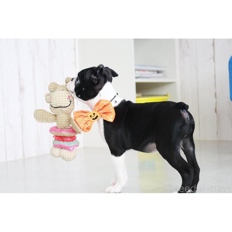 販売中の京都府のボストンテリア-416407の10枚目