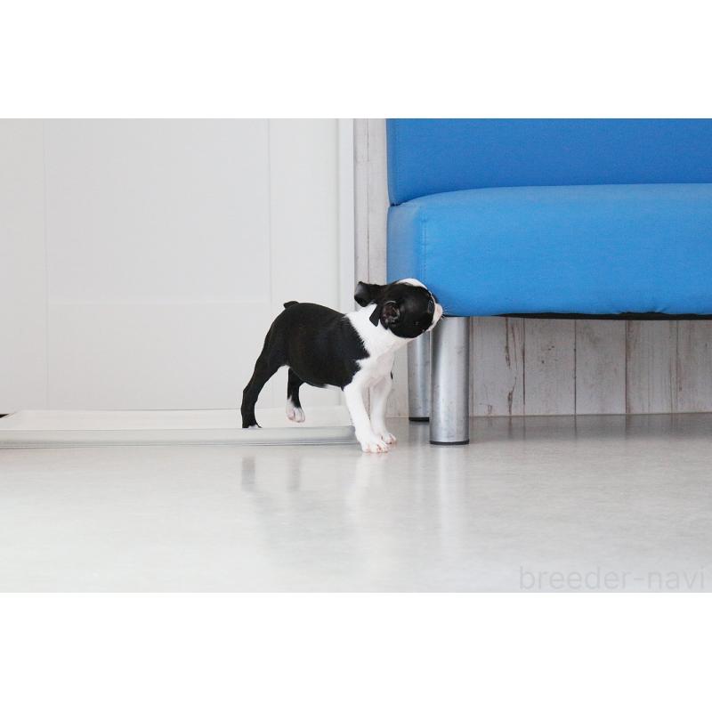 販売中の京都府のボストンテリア-416407の9枚目