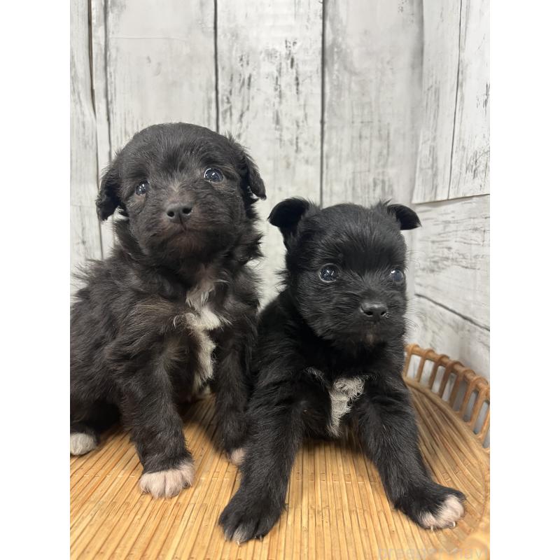 販売中の山梨県のミックス犬-420599の2枚目