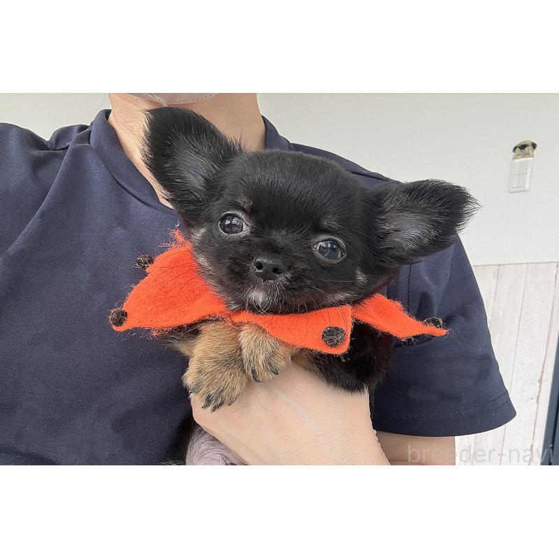 販売中の京都府のチワワ(ロングコート)-416532の7枚目