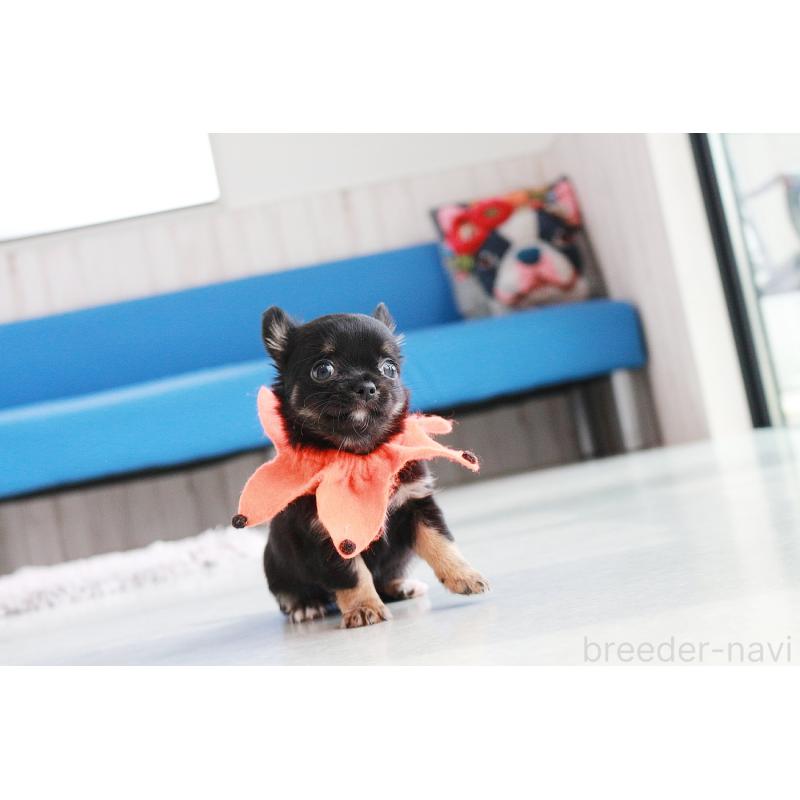 販売中の京都府のチワワ(ロングコート)-416532