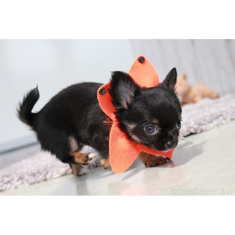 販売中の京都府のチワワ(ロングコート)-416532の6枚目