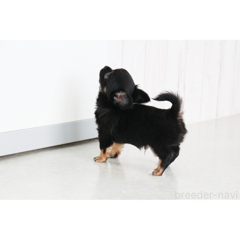 販売中の京都府のチワワ(ロングコート)-416532の5枚目