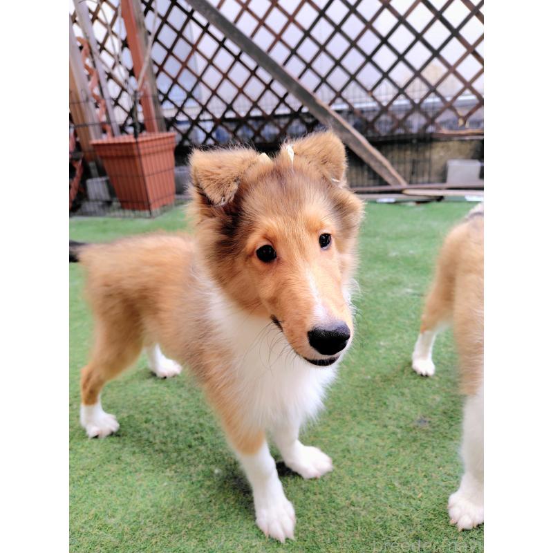 販売中の広島県のシェットランドシープドッグ(シェルティ)-401858の3枚目