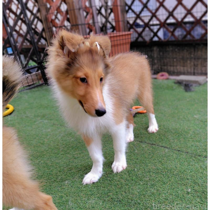 販売中の広島県のシェットランドシープドッグ(シェルティ)-401858の2枚目
