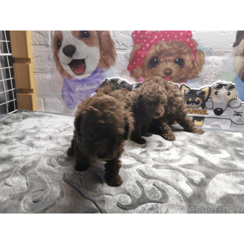 商談中の茨城県のトイプードル-418085の7枚目