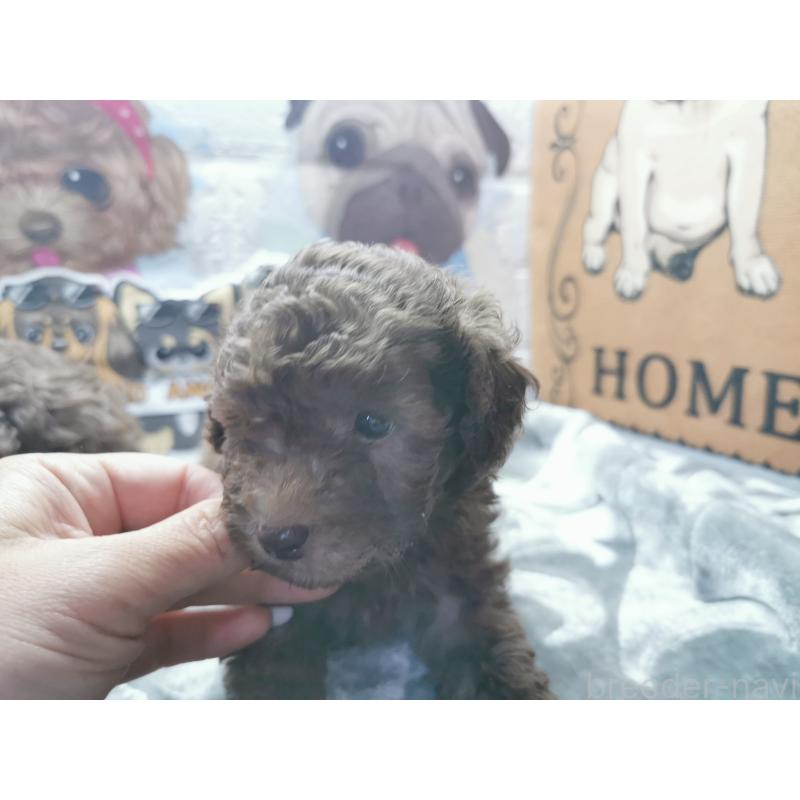 商談中の茨城県のトイプードル-418085の6枚目