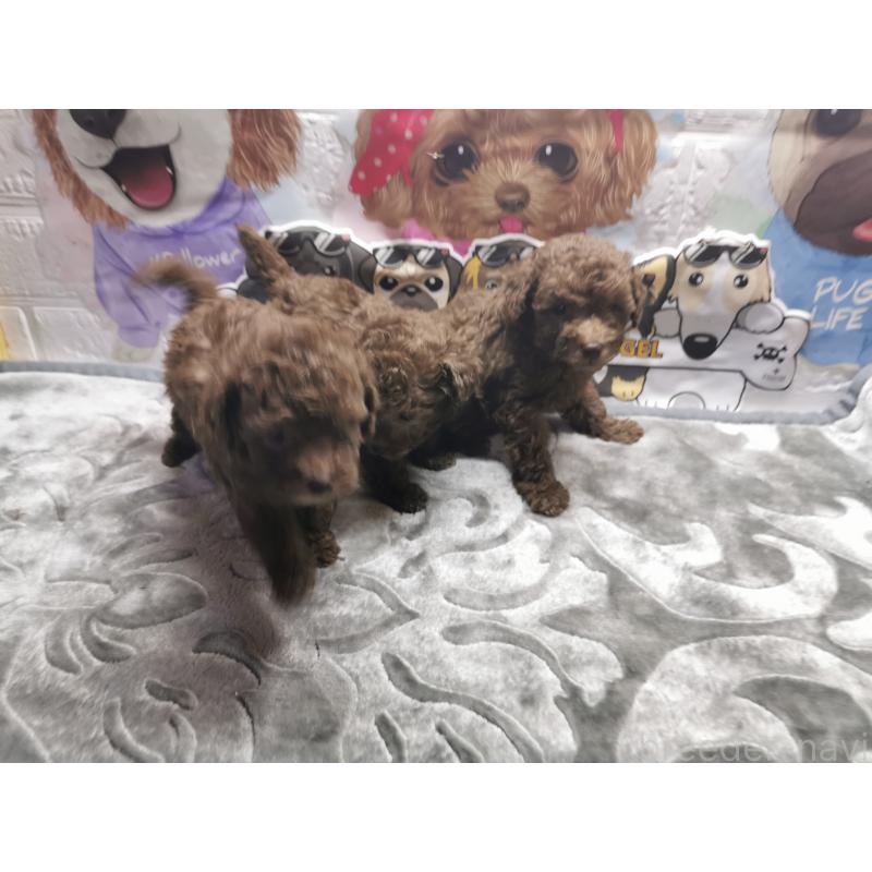 商談中の茨城県のトイプードル-418085の5枚目