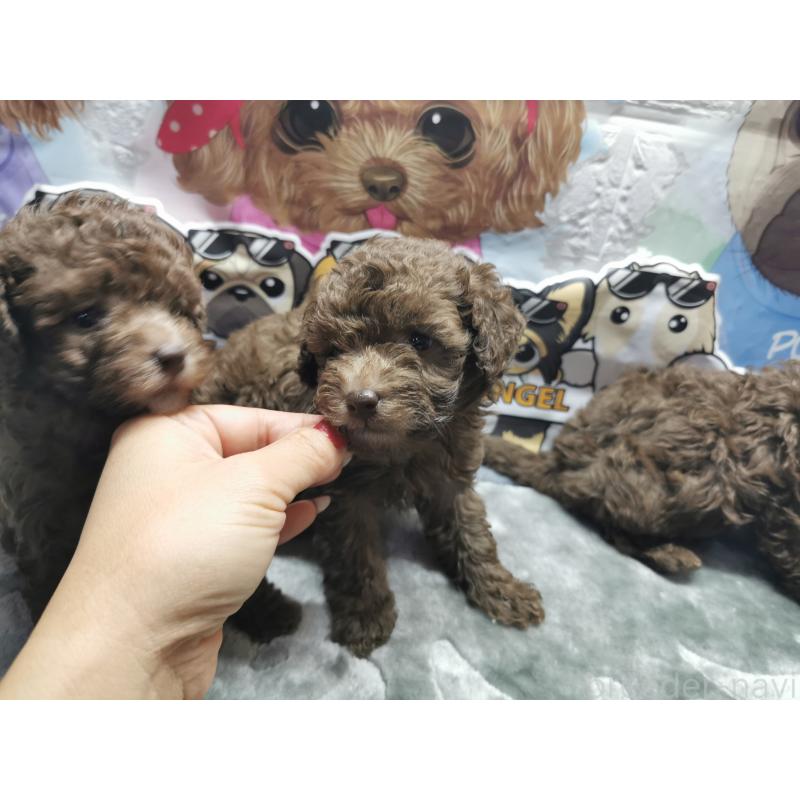 商談中の茨城県のトイプードル-418085の4枚目