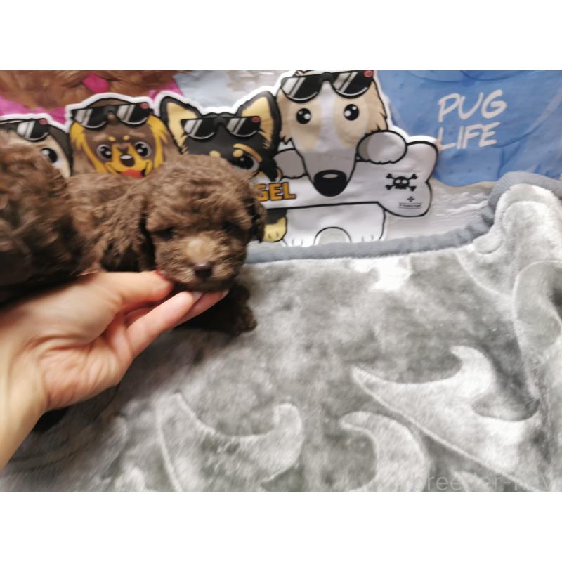 商談中の茨城県のトイプードル-418085の3枚目