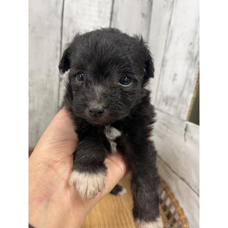 販売中の山梨県のミックス犬-420601の9枚目