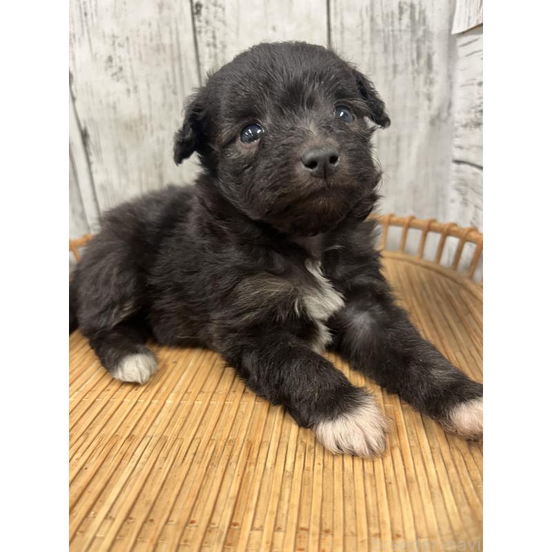 販売中の山梨県のミックス犬-420601の7枚目