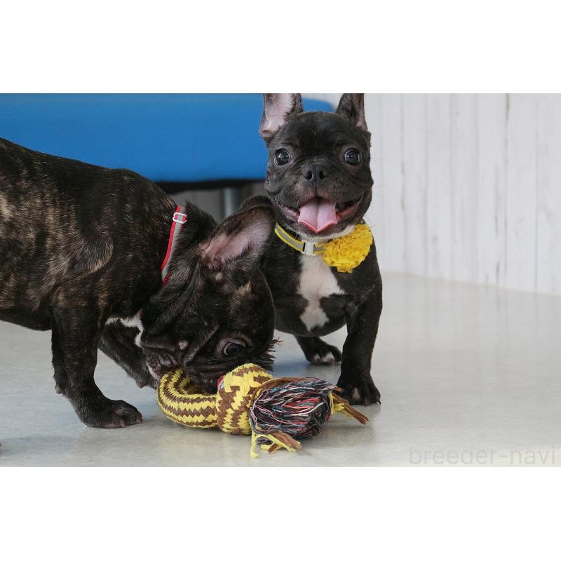 販売中の京都府のフレンチブルドッグ-399351の6枚目