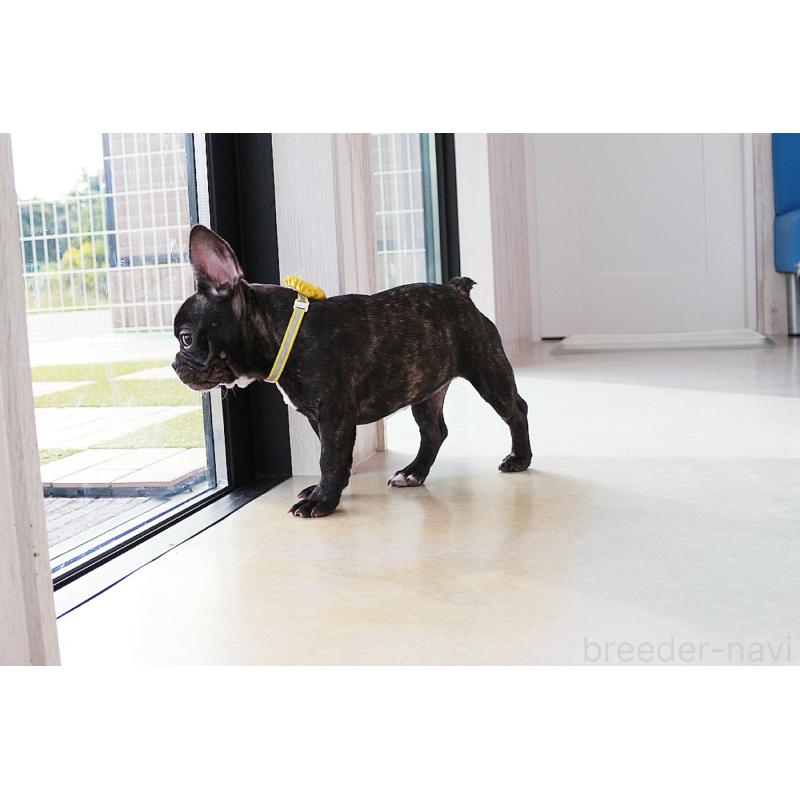 販売中の京都府のフレンチブルドッグ-399351の5枚目