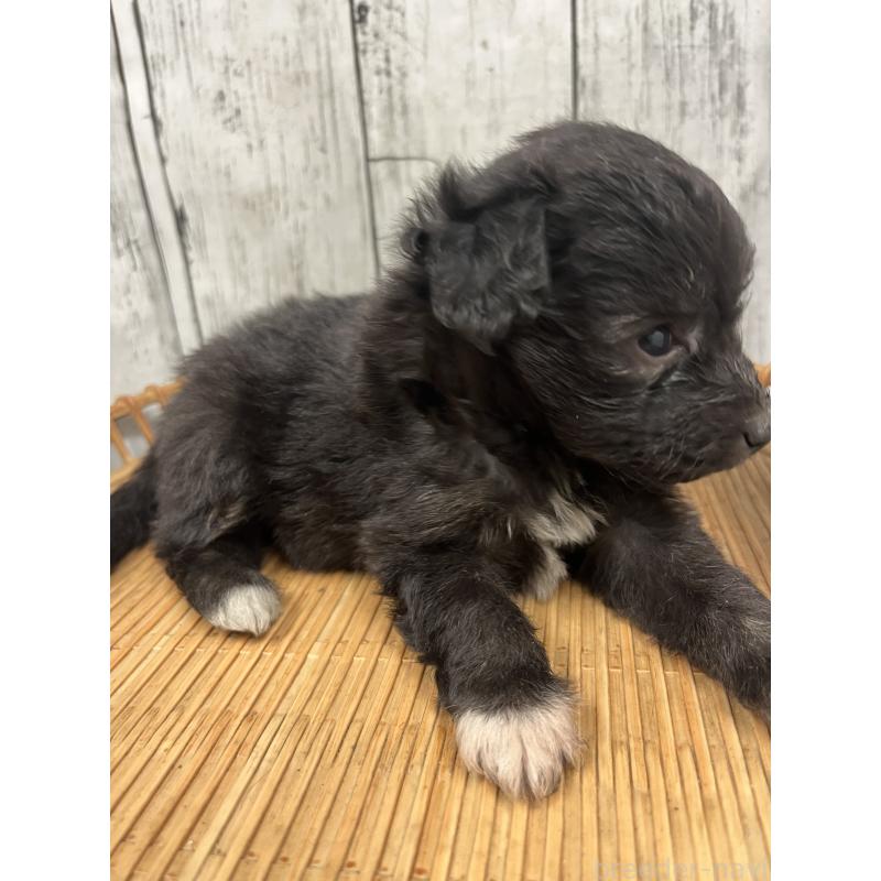 販売中の山梨県のミックス犬-420601の6枚目