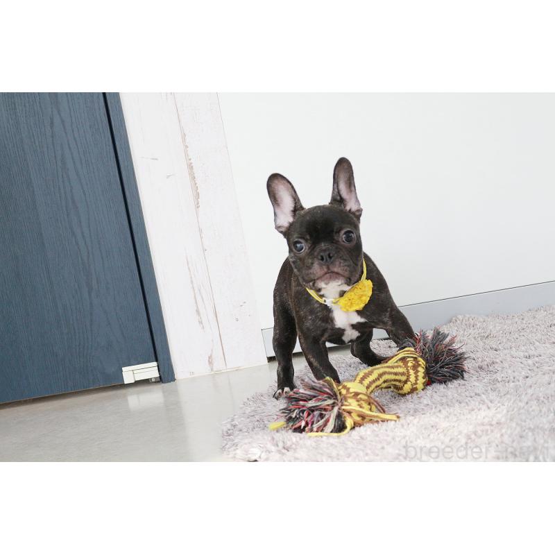 販売中の京都府のフレンチブルドッグ-399351の4枚目