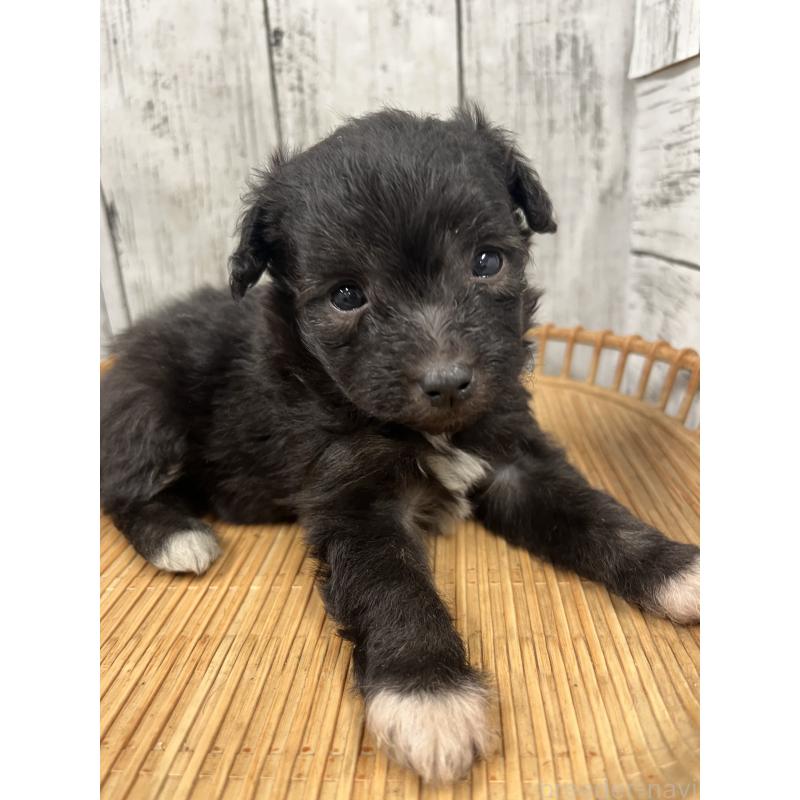 販売中の山梨県のミックス犬-420601の5枚目