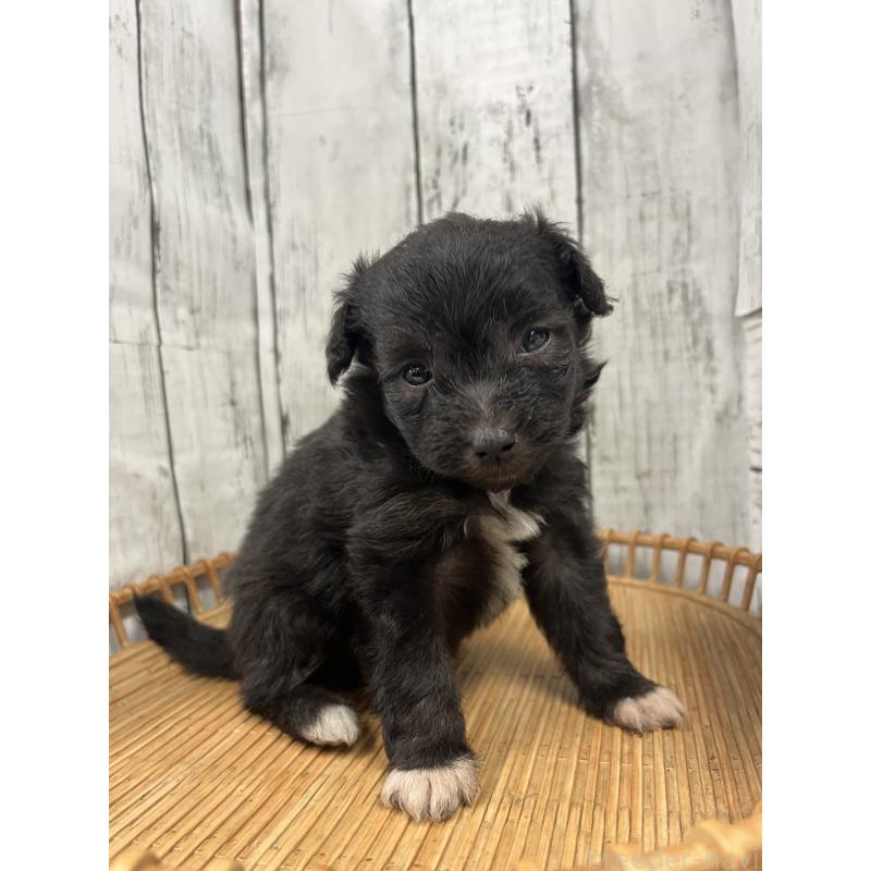 販売中の山梨県のミックス犬-420601の4枚目