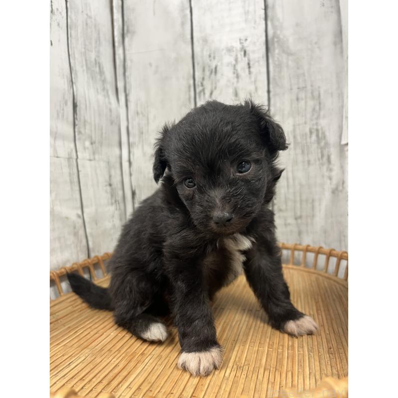 販売中の山梨県のミックス犬-420601の3枚目