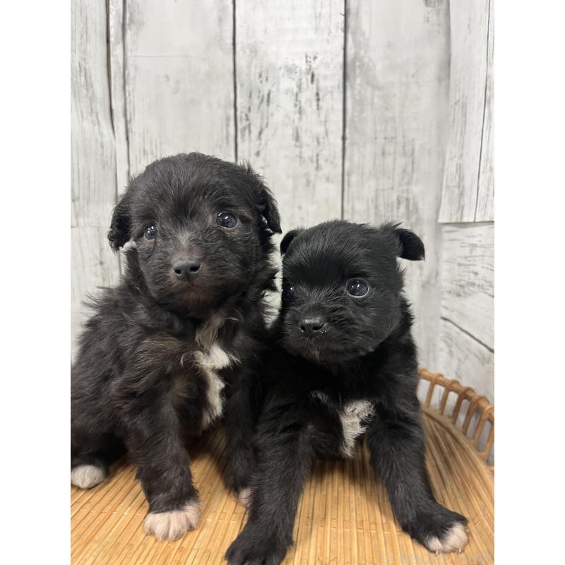 販売中の山梨県のミックス犬-420601の2枚目
