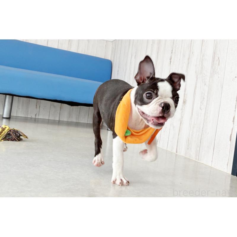 販売中の京都府のボストンテリア-403329の5枚目