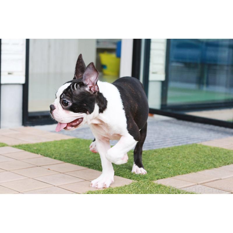 販売中の京都府のボストンテリア-403329の4枚目