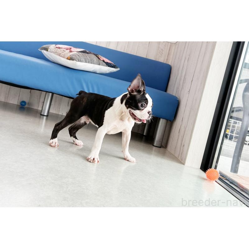 販売中の京都府のボストンテリア-403329の3枚目