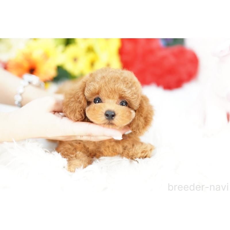 成約済の埼玉県のトイプードル-420600の5枚目