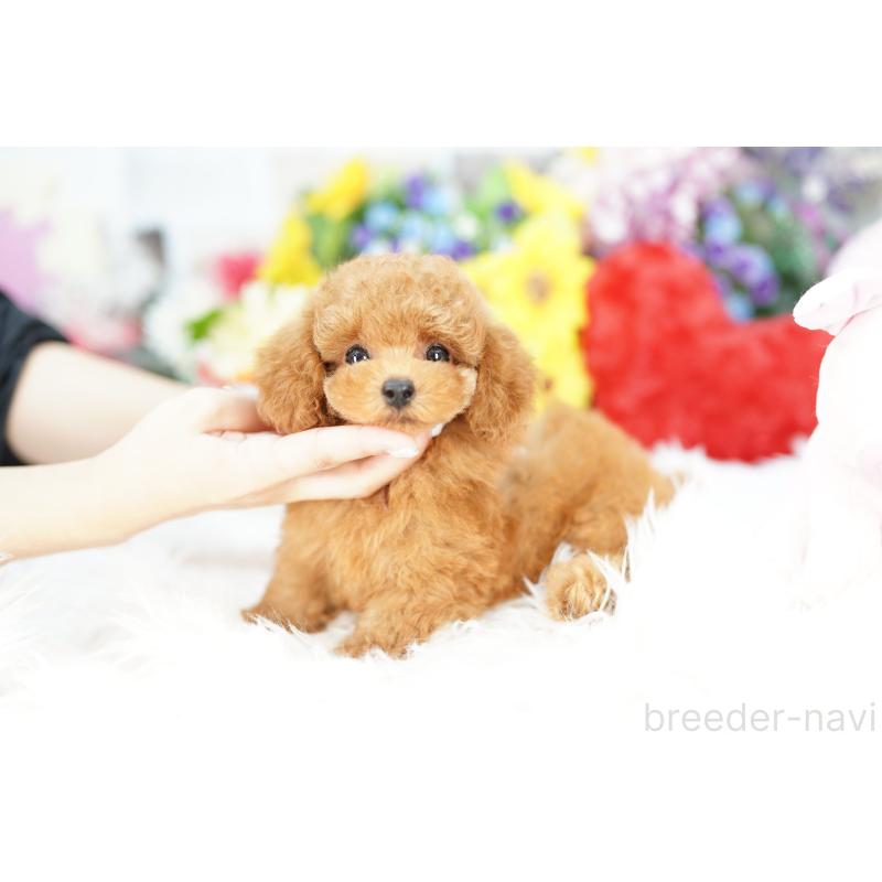 成約済の埼玉県のトイプードル-420600の4枚目