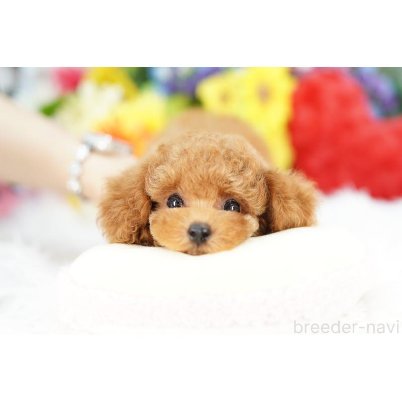 成約済の埼玉県のトイプードル-420600の3枚目