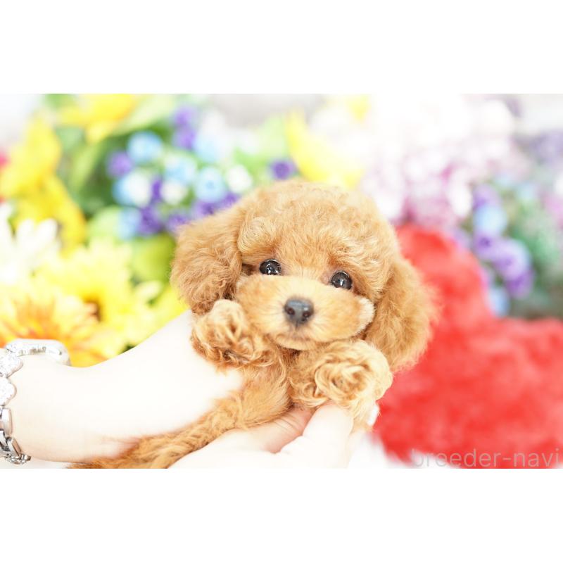 成約済の埼玉県のトイプードル-420600の2枚目