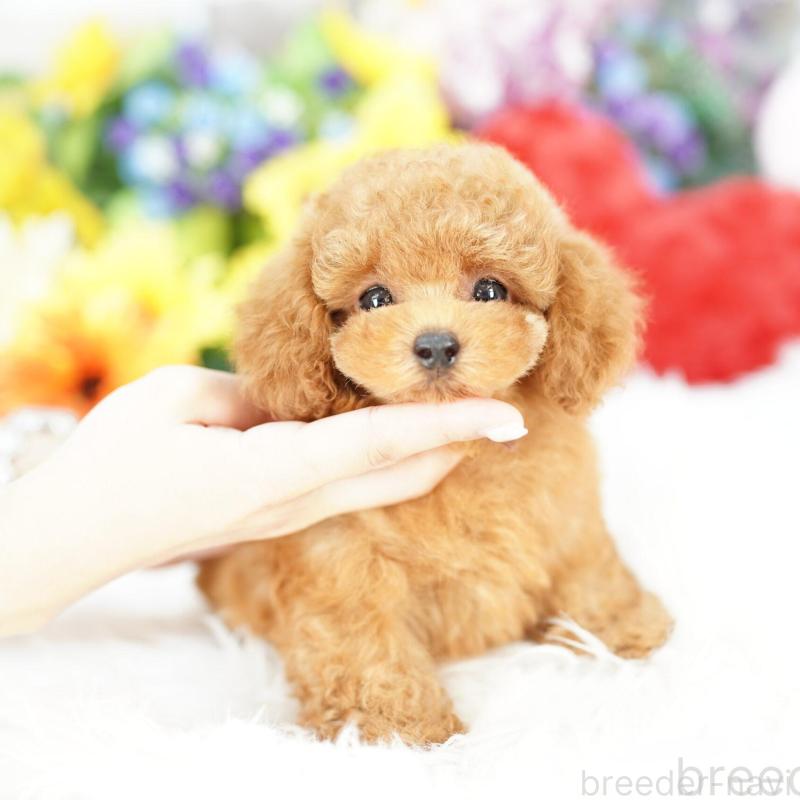 成約済の埼玉県のトイプードル-420600の1枚目